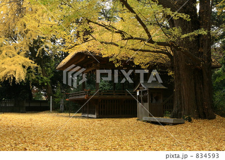 騎西町玉敷神社のイチョウ 834593