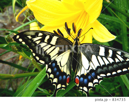 ニッコウキスゲのアゲハチョウ ニッコウキスゲのアゲハチョウ 834735