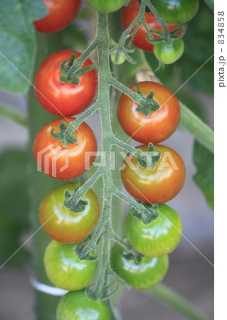 プチトマト 834858