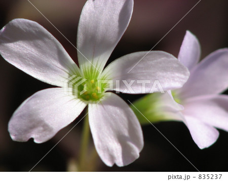 オキザリス（薄紫）　クローズアップ 835237