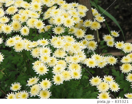 マトリカリア　僕の太陽 835321