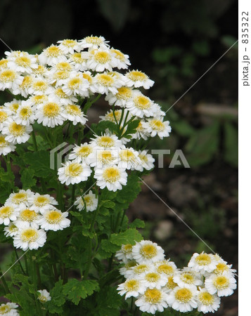 マトリカリア フィーバーヒュー マトリカリア フィーバーヒュー 835322