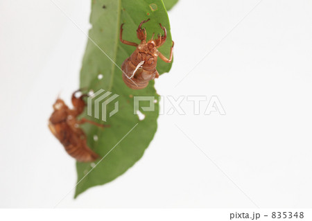 セミの抜け殻 835348