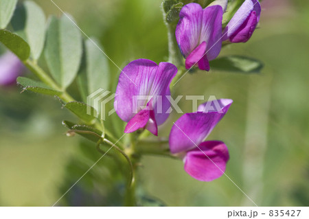 カラスノエンドウ 835427