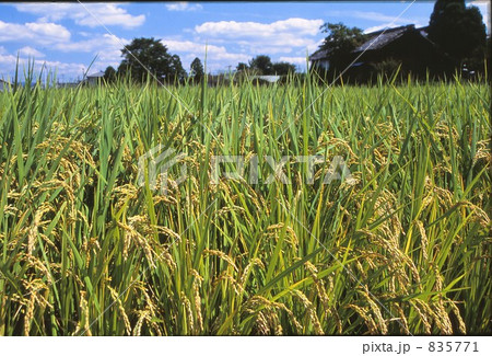 実りの秋 835771