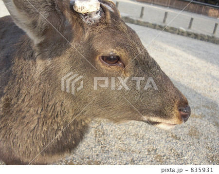 鹿 動物 １頭の写真素材 5931