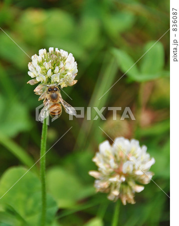 シロツメクサとミツバチ シロツメクサとミツバチ 836087