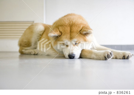 秋田犬 秋田犬 836261