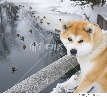 秋田犬 秋田犬 836262