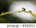 雫 836831