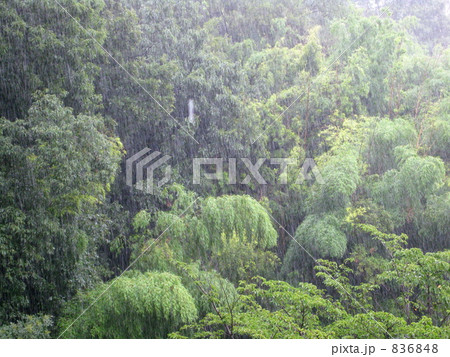 どしゃ降りの森林 どしゃ降りの森林 836848