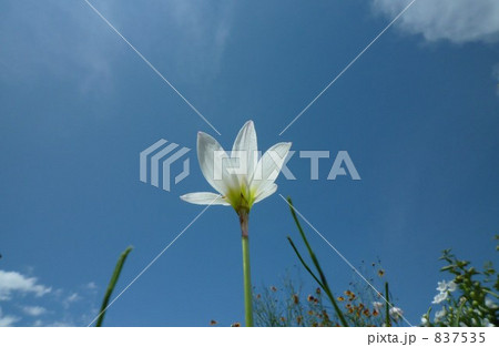 ハナニラ ハナニラ 837535