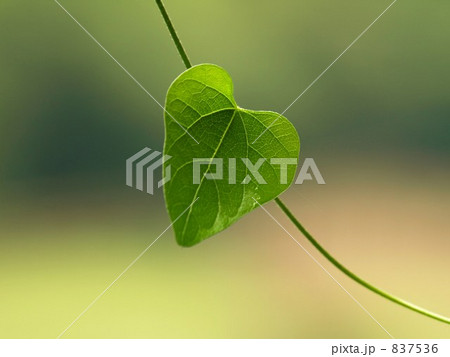 ハート型の葉っぱ 837536