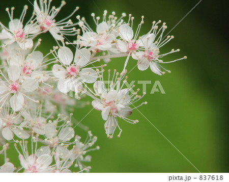 白のシモツケソウ　クローズアップ 837618