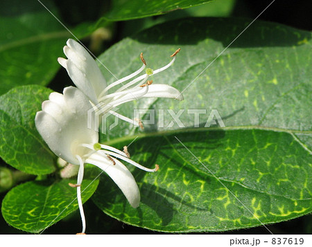 スイカズラ スイカズラ 837619