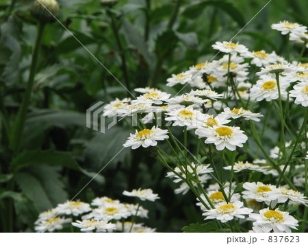 ホワイトワンダーダブル 837623