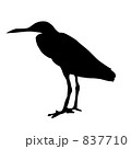 シルエット_海鳥 シルエット_海鳥 837710
