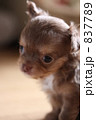 チワワ 837789