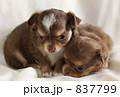 ２匹の子犬 837799