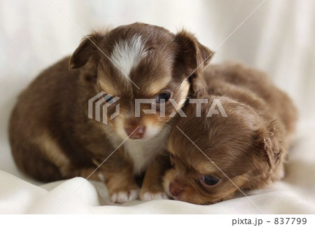 ２匹の子犬 837799