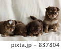 ４匹の子犬たち 837804