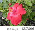 ハイビスカス 837806