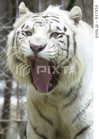 あっかんべ−顔のかわいいホワイトタイガー あっかんべ−顔のかわいいホワイトタイガー 837856