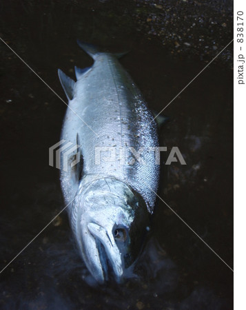 サクラマス　2009　北海道 838170