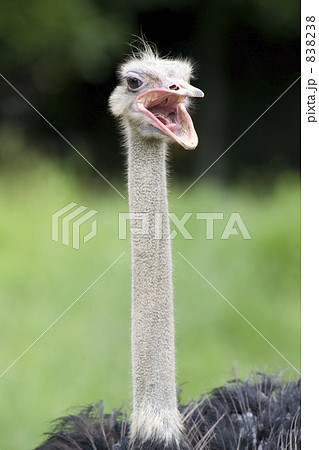 鳴き声をあげるダチョウの写真素材 38