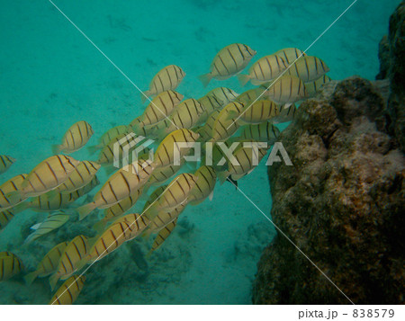 シマハギの群れ 374 シマハギの群れ 374 838579