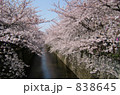 川を包みこむ桜 838645
