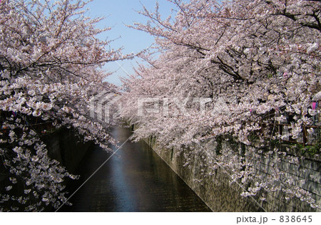 川を包みこむ桜 838645