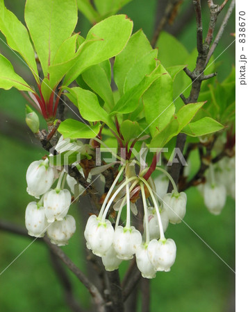 ドウダンツツジ ドウダンツツジ 838670