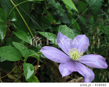雨の日のクレマチス（テッセン） 838680