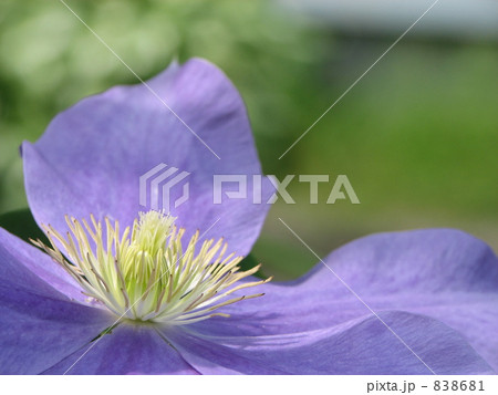 クレマチス（テッセン）　クローズアップ 838681