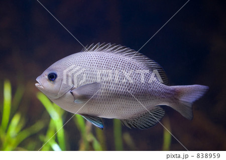 メジナ メジナ 838959