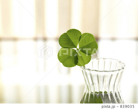 窓辺の小さなクローバー 839035