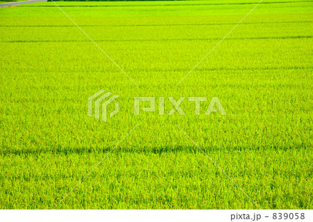 水田 水田 839058