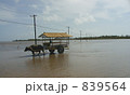 南の島の牛車 839564