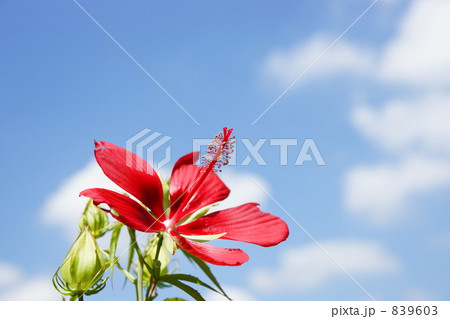 モミジアオイ モミジアオイ 839603