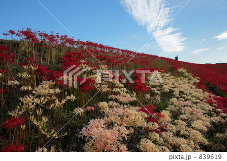 彼岸花1 彼岸花1 839619