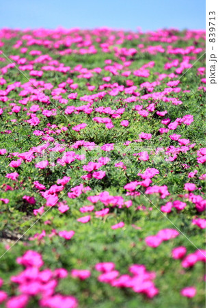 松葉ボタンの花畑 839713