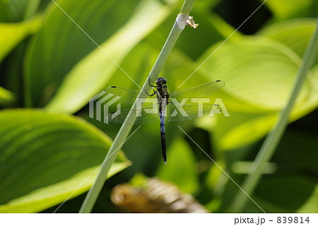 トンボの休憩 839814