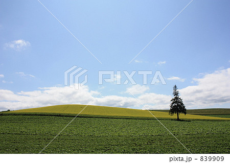 クリスマスツリーの木 839909