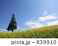クリスマスツリーの木 839910