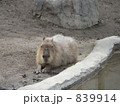 カピバラ 839914