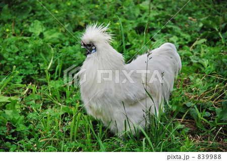 うこっけい 839988