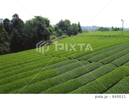茶畑_静岡県 茶畑_静岡県 840011