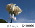 誓いの薔薇 誓いの薔薇 840060