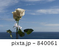 誓いの薔薇 誓いの薔薇 840061
